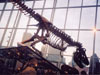Peck's Rex, right view