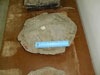 Fossil turtle shell (Maoming)