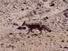 Gray fox