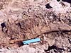 Hadrosaur lower jaw