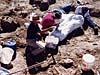 Plaster jacketing of T.rex pubis
