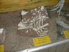 Oviraptor bones (Heyuan Museum)