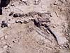 Herrerasaurus found by Lou