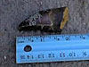 Pre-max tooth found by Gary