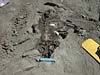 Rhyncosaur found by James Mahoney