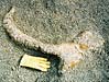Triceratops Ischium at Rees site